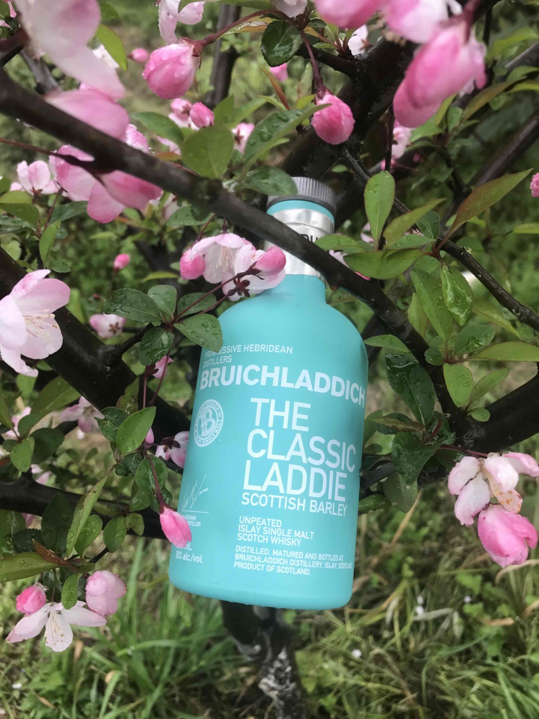 酒虫踏春之《也无风雨也无晴》