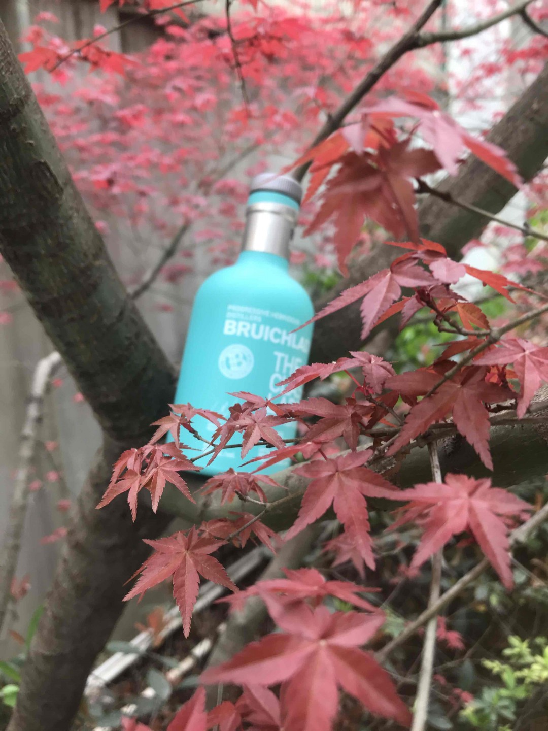 酒虫踏春之《也无风雨也无晴》