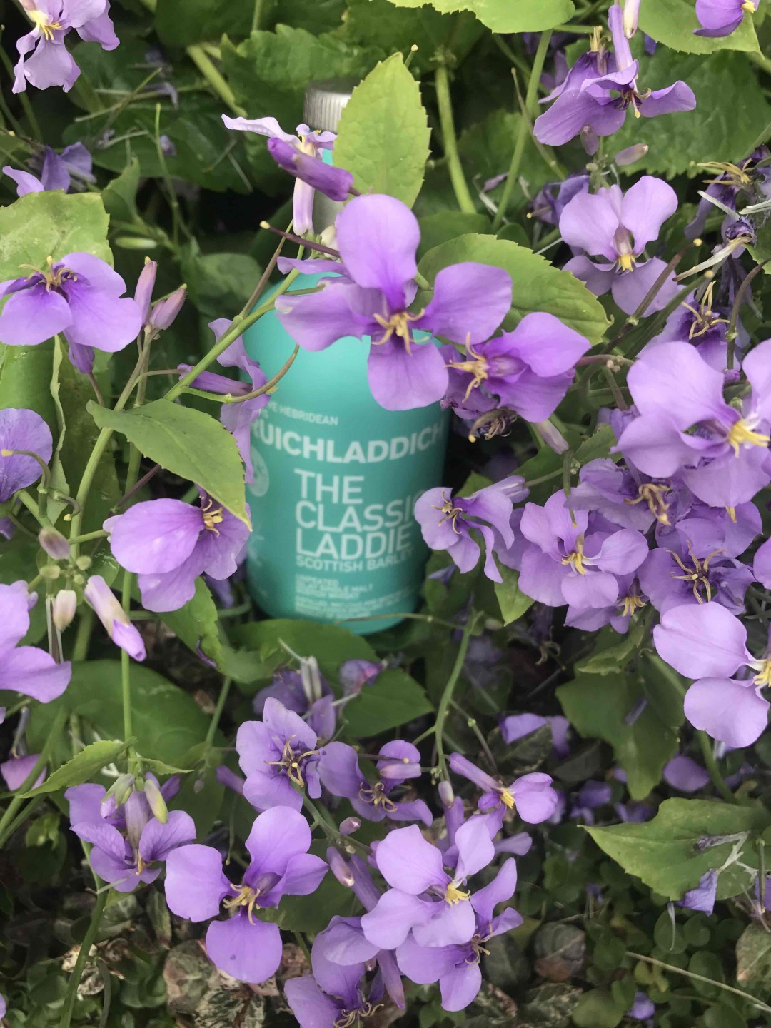 酒虫踏春之《也无风雨也无晴》