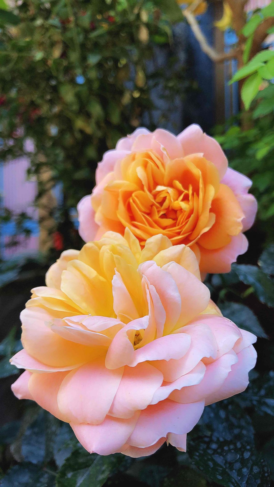 满城都是鲜花绽放，明媚的阳光，微风不噪… 柳絮漫天飞舞 😊 一座美丽的小城