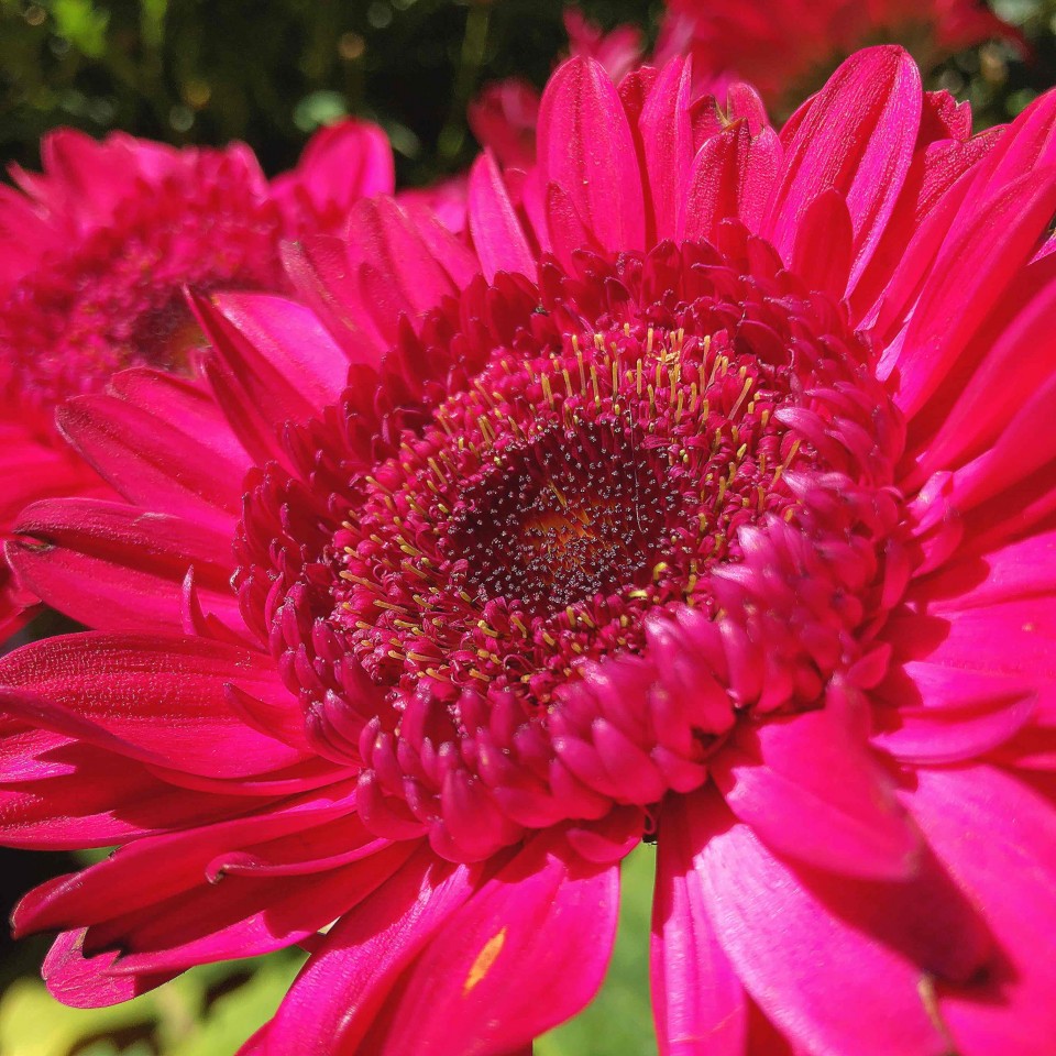 满城都是鲜花绽放，明媚的阳光，微风不噪… 柳絮漫天飞舞 😊 一座美丽的小城