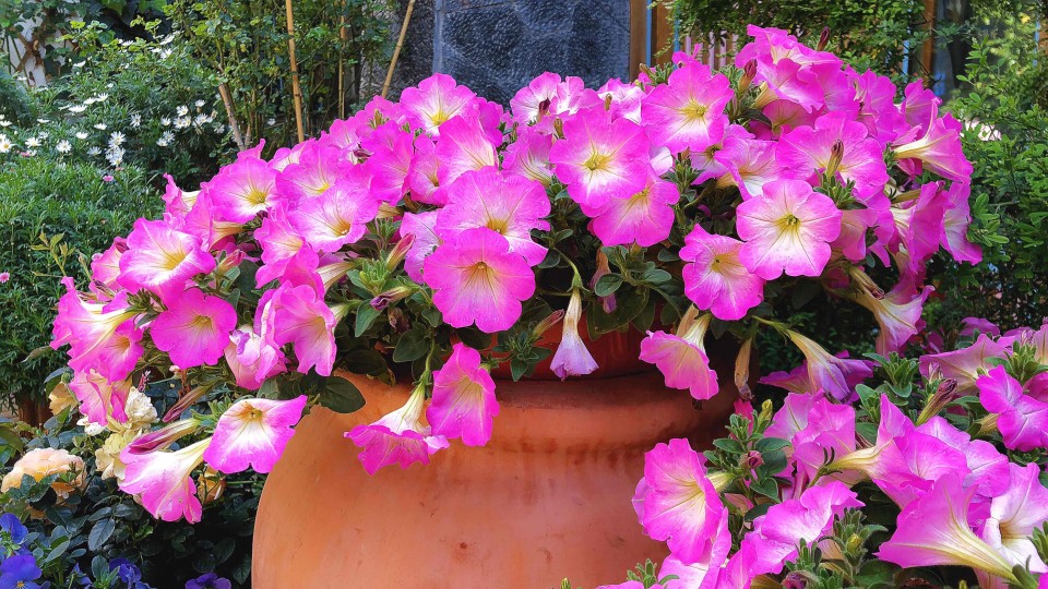 满城都是鲜花绽放，明媚的阳光，微风不噪… 柳絮漫天飞舞 😊 一座美丽的小城