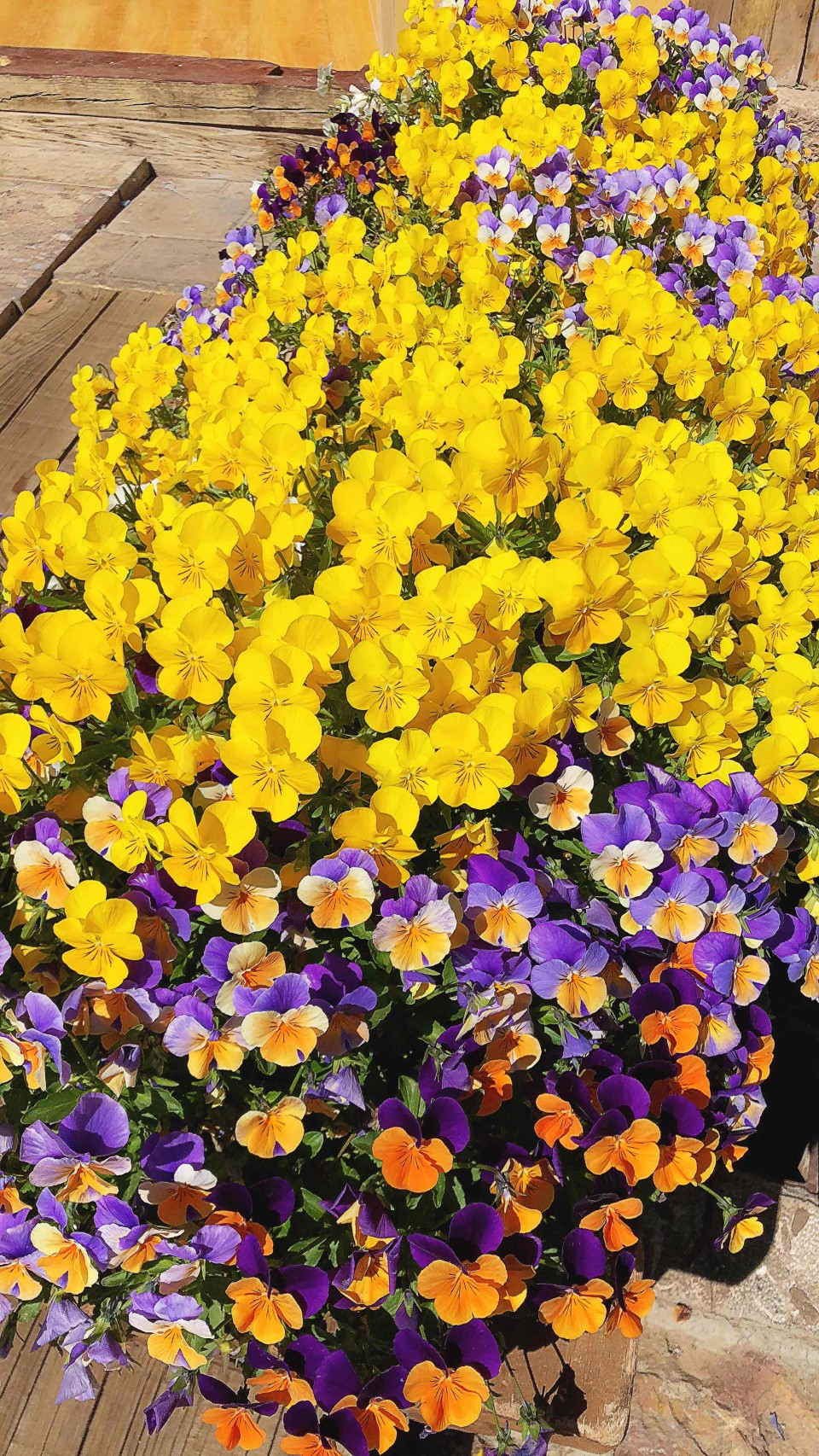 满城都是鲜花绽放，明媚的阳光，微风不噪… 柳絮漫天飞舞 😊 一座美丽的小城