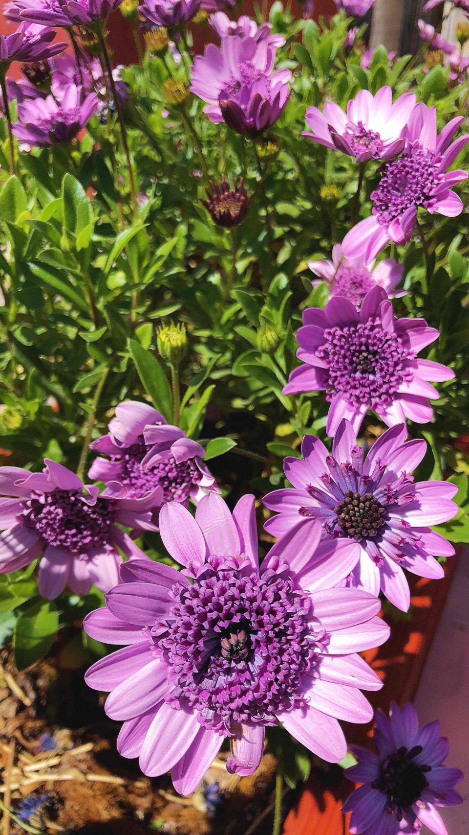 满城都是鲜花绽放，明媚的阳光，微风不噪… 柳絮漫天飞舞 😊 一座美丽的小城