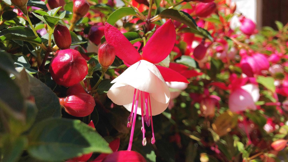 满城都是鲜花绽放，明媚的阳光，微风不噪… 柳絮漫天飞舞 😊 一座美丽的小城
