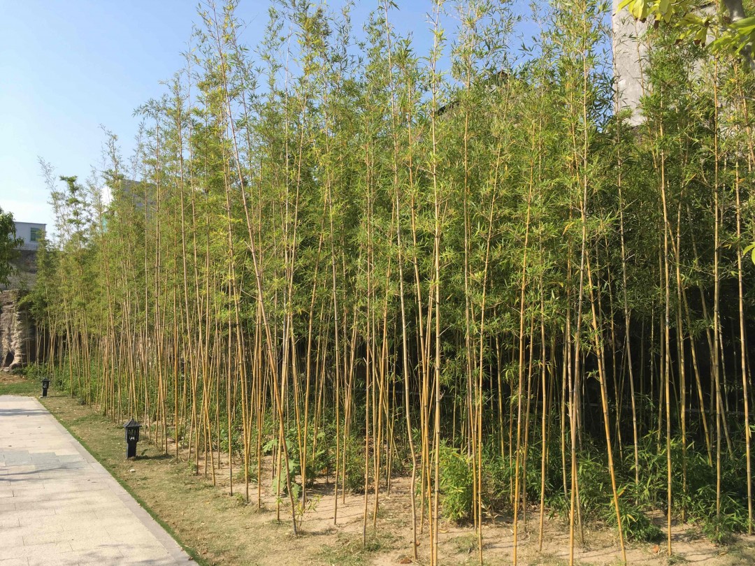 酒虫踏春之达濠古城