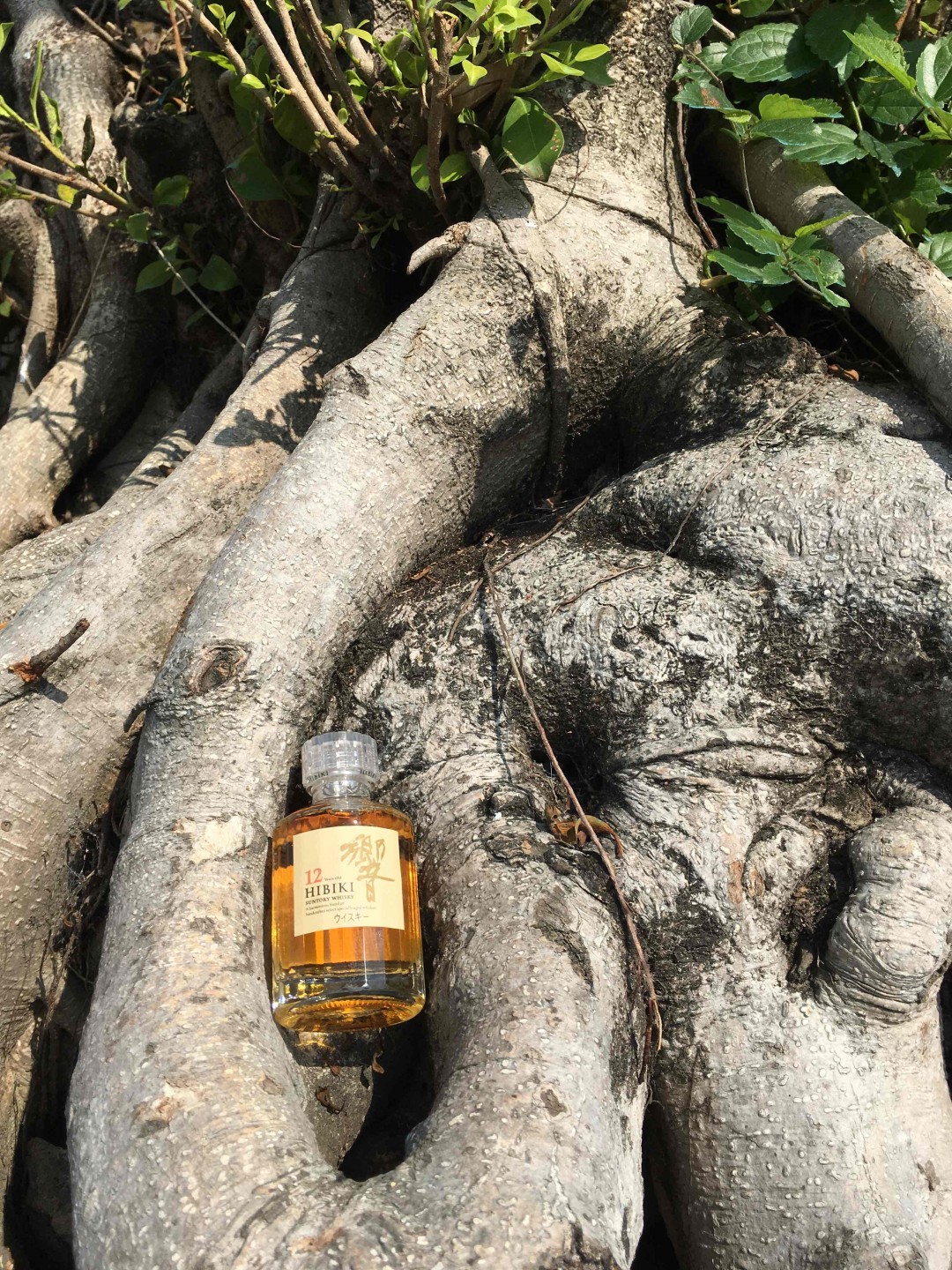 酒虫踏春之达濠古城