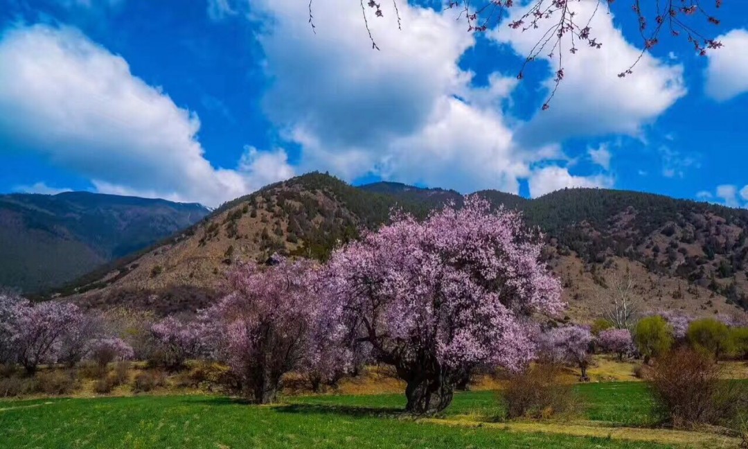 听说，林芝的桃花开了 ～