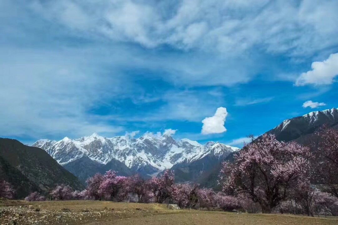 听说，林芝的桃花开了 ～