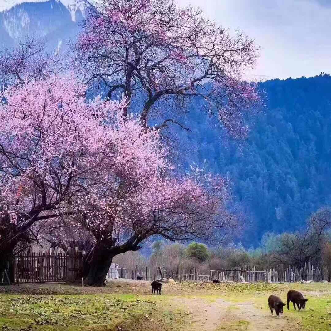 听说，林芝的桃花开了 ～