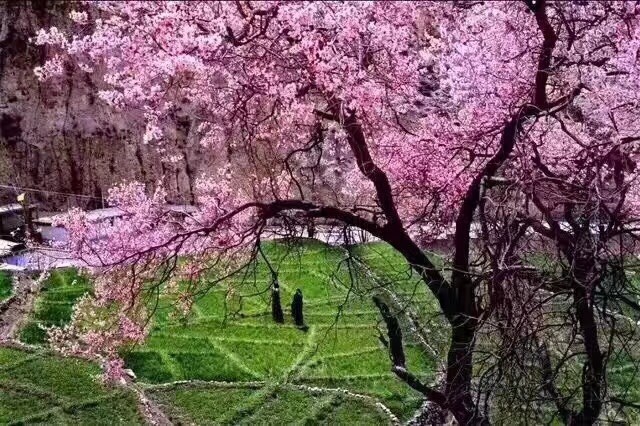 听说，林芝的桃花开了 ～