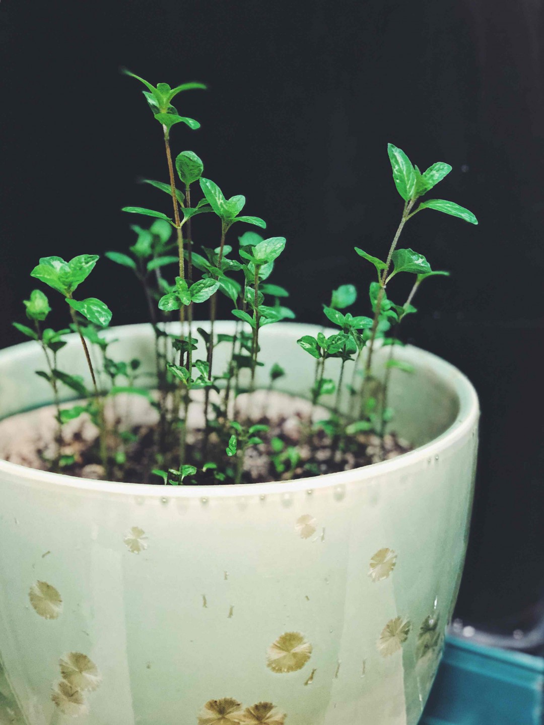 春天到了，尝尝自己种的薄荷～