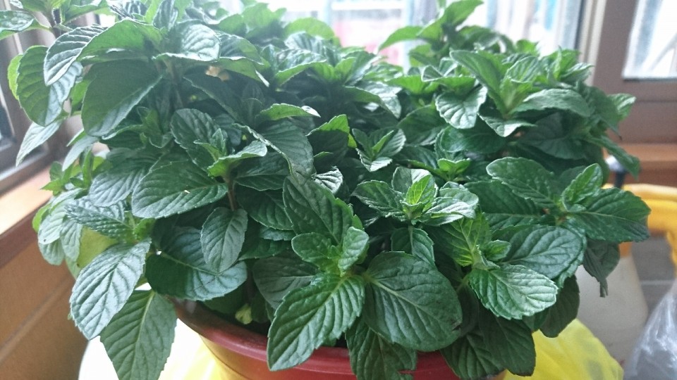 好巧近期也种了点