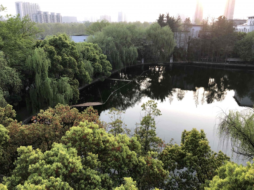 清晨浙大里，春意盎然，没有酒