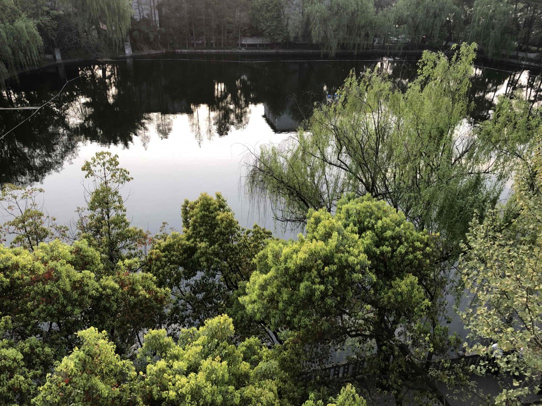 清晨浙大里，春意盎然，没有酒