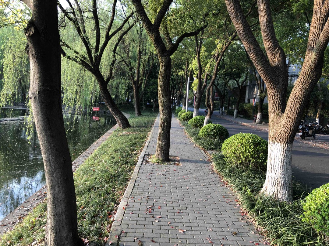 清晨浙大里，春意盎然，没有酒