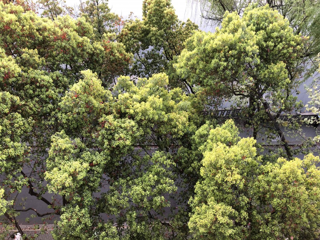 清晨浙大里，春意盎然，没有酒