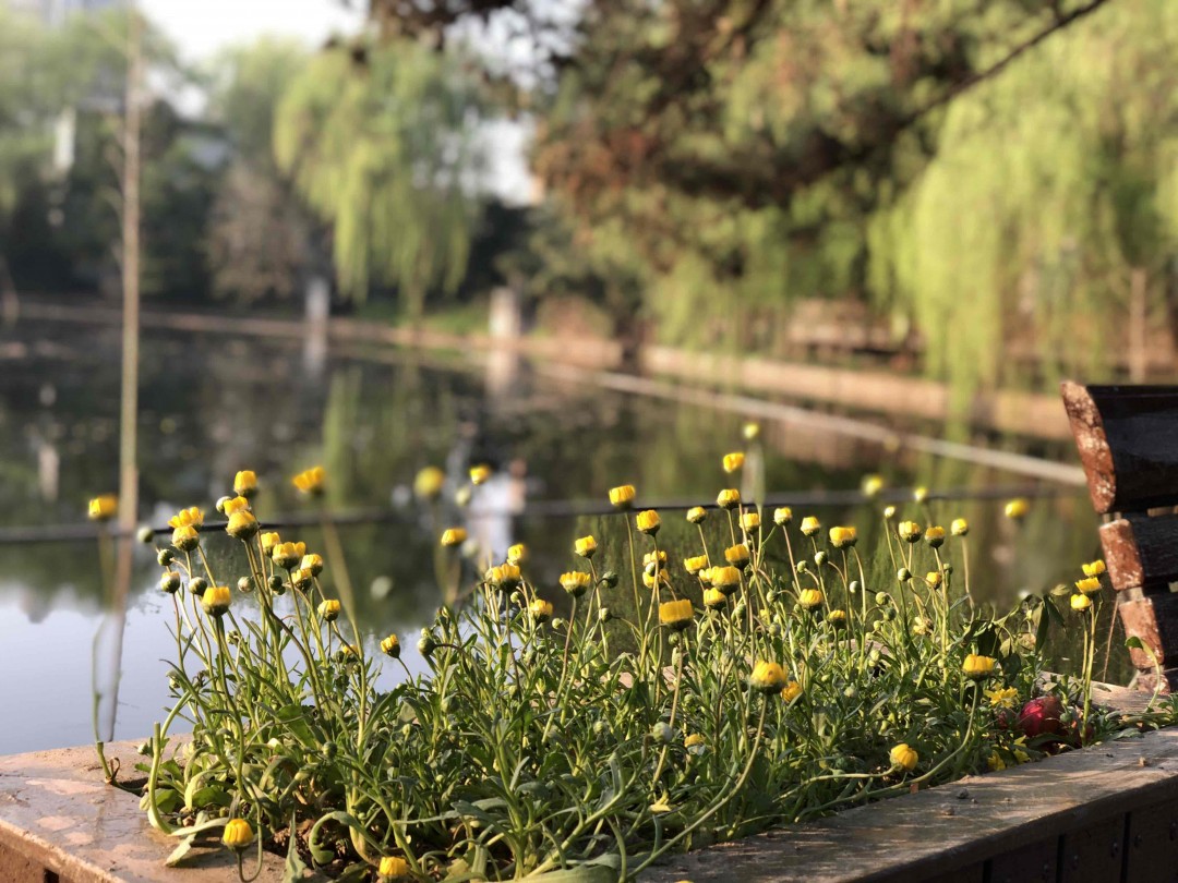 清晨浙大里，春意盎然，没有酒