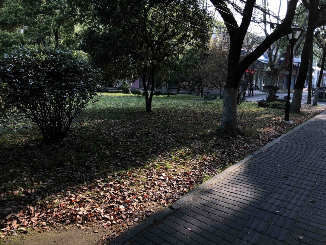 清晨浙大里，春意盎然，没有酒