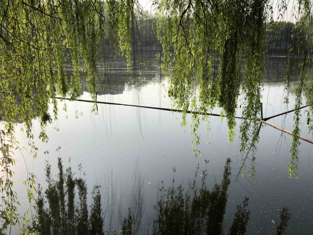 清晨浙大里，春意盎然，没有酒