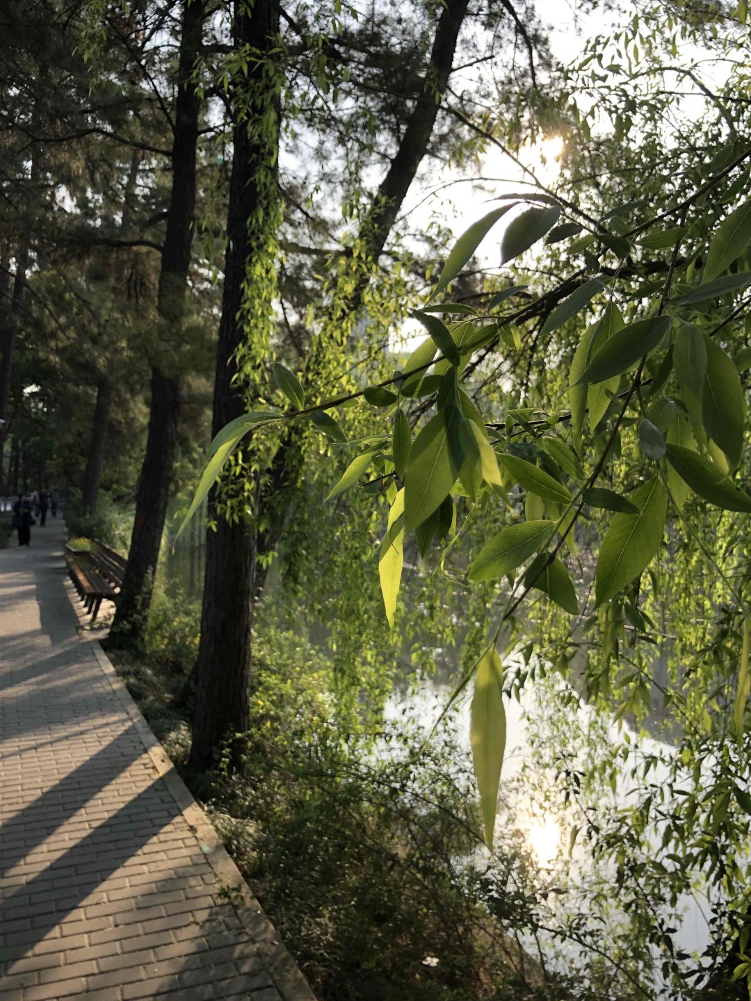 清晨浙大里，春意盎然，没有酒