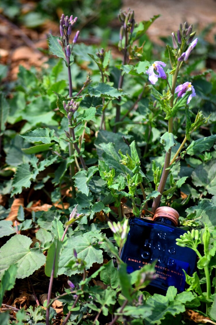 酒虫踏春之春意盎然行