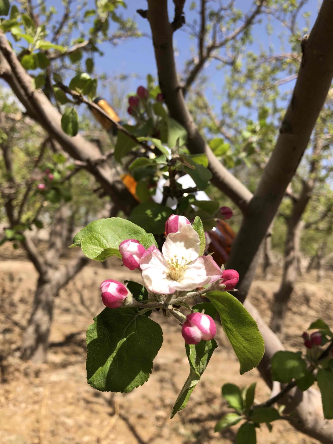 酒虫踏春之西北的春天