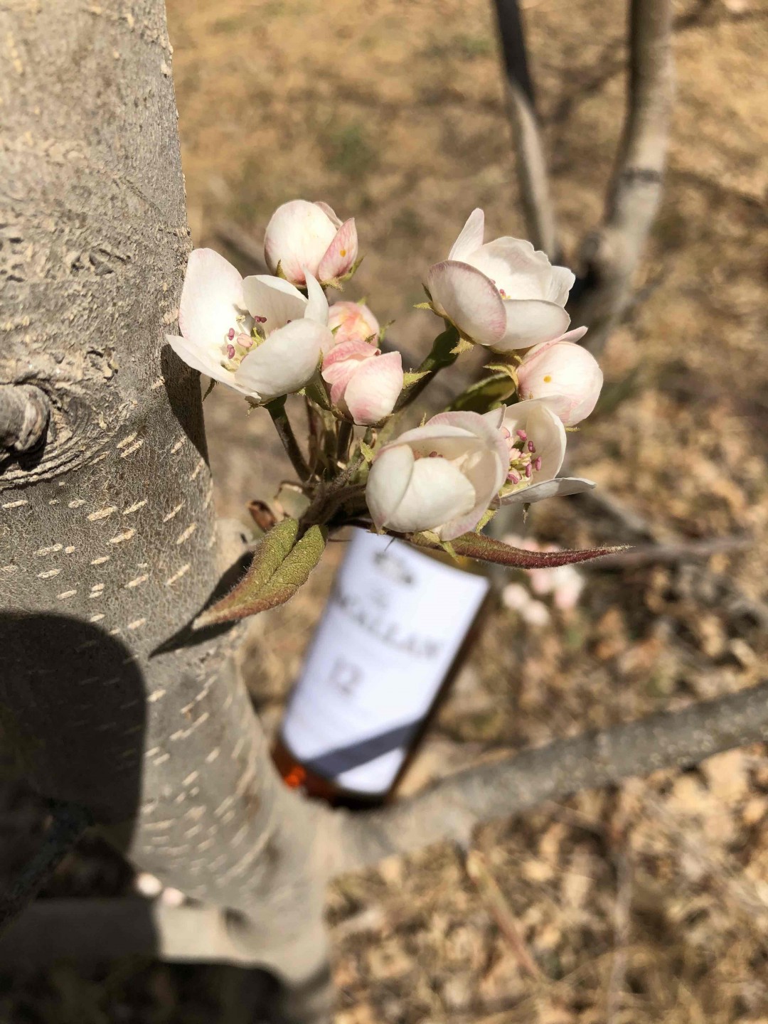 酒虫踏春之西北的春天