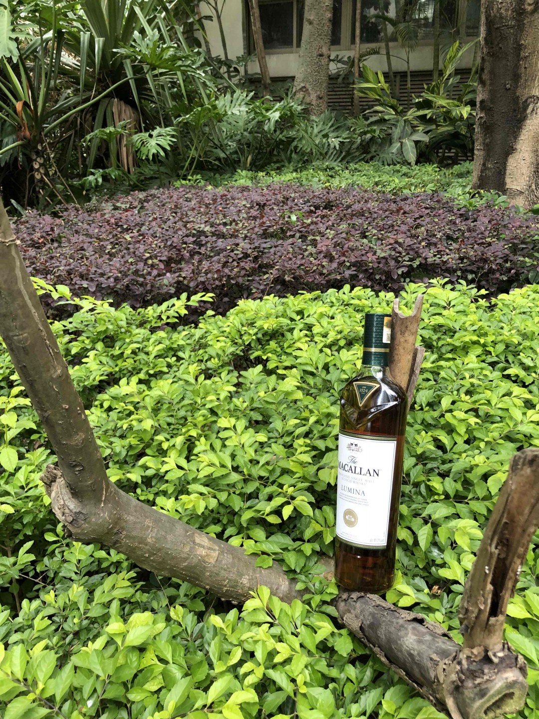 酒蟲踏春·绚绿