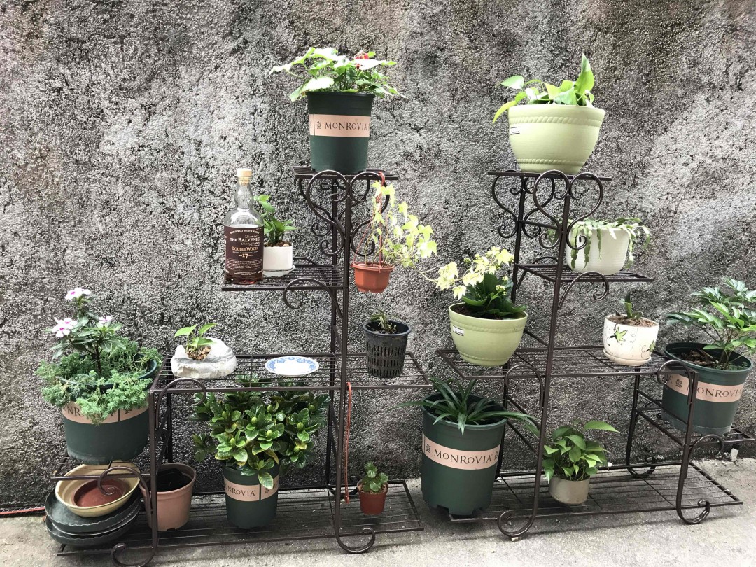 酒虫踏春之宅男踏院子