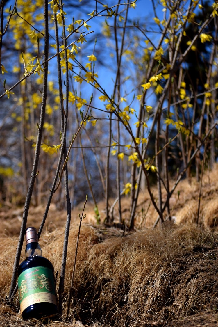酒虫踏春之迟来的春天