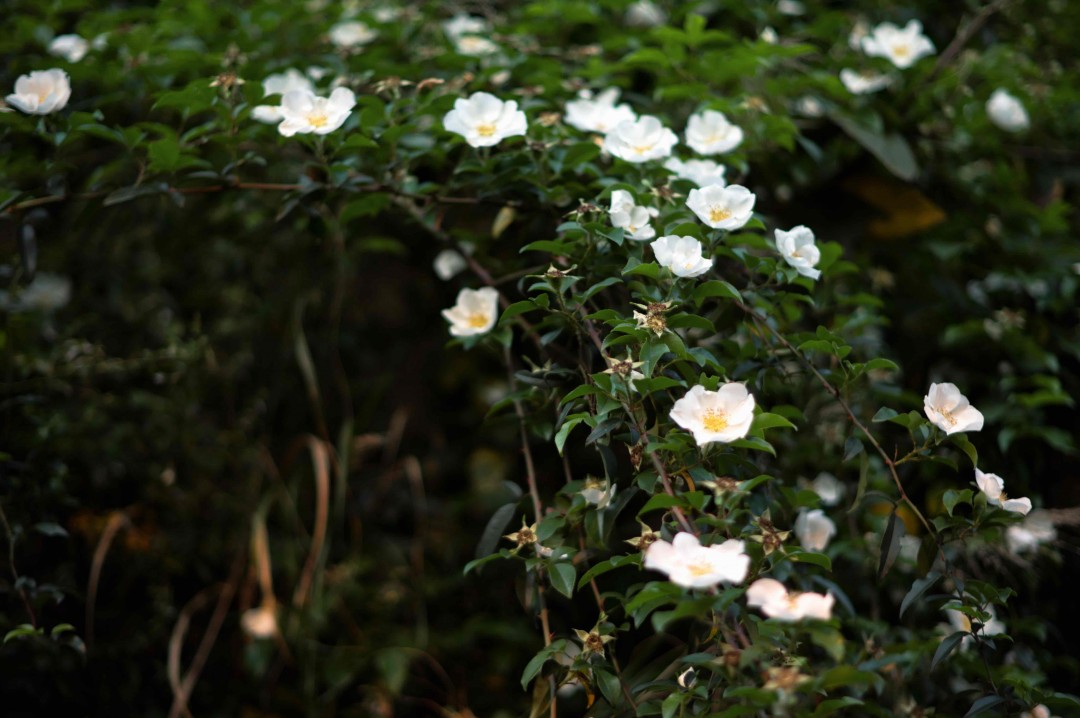 没有雨纷纷，不见断魂人，只有杏花村