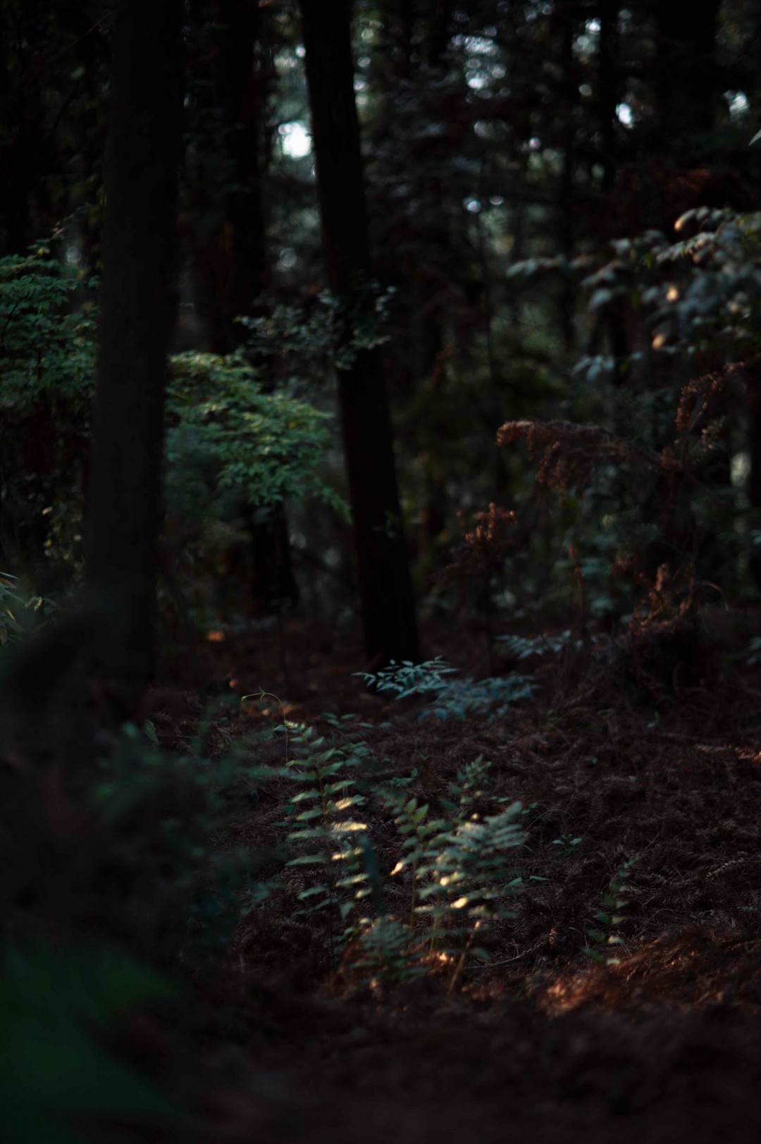 没有雨纷纷，不见断魂人，只有杏花村
