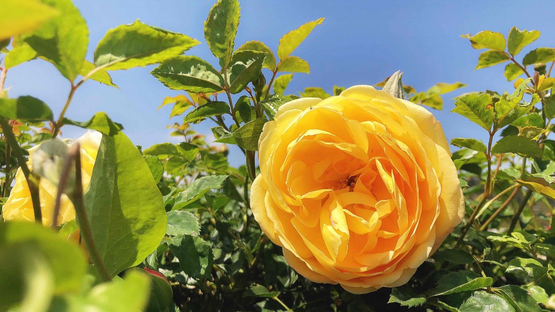 采了一天花，忘记带威士忌🥃