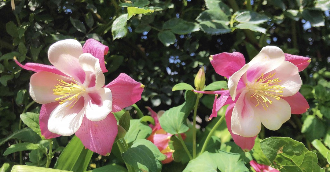 采了一天花，忘记带威士忌🥃