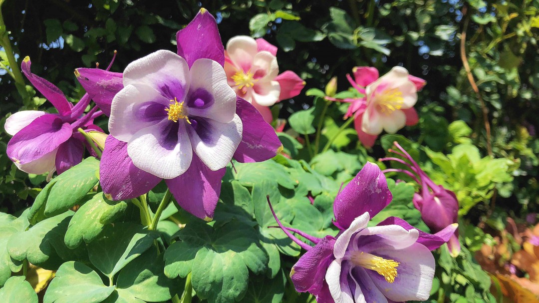 采了一天花，忘记带威士忌🥃