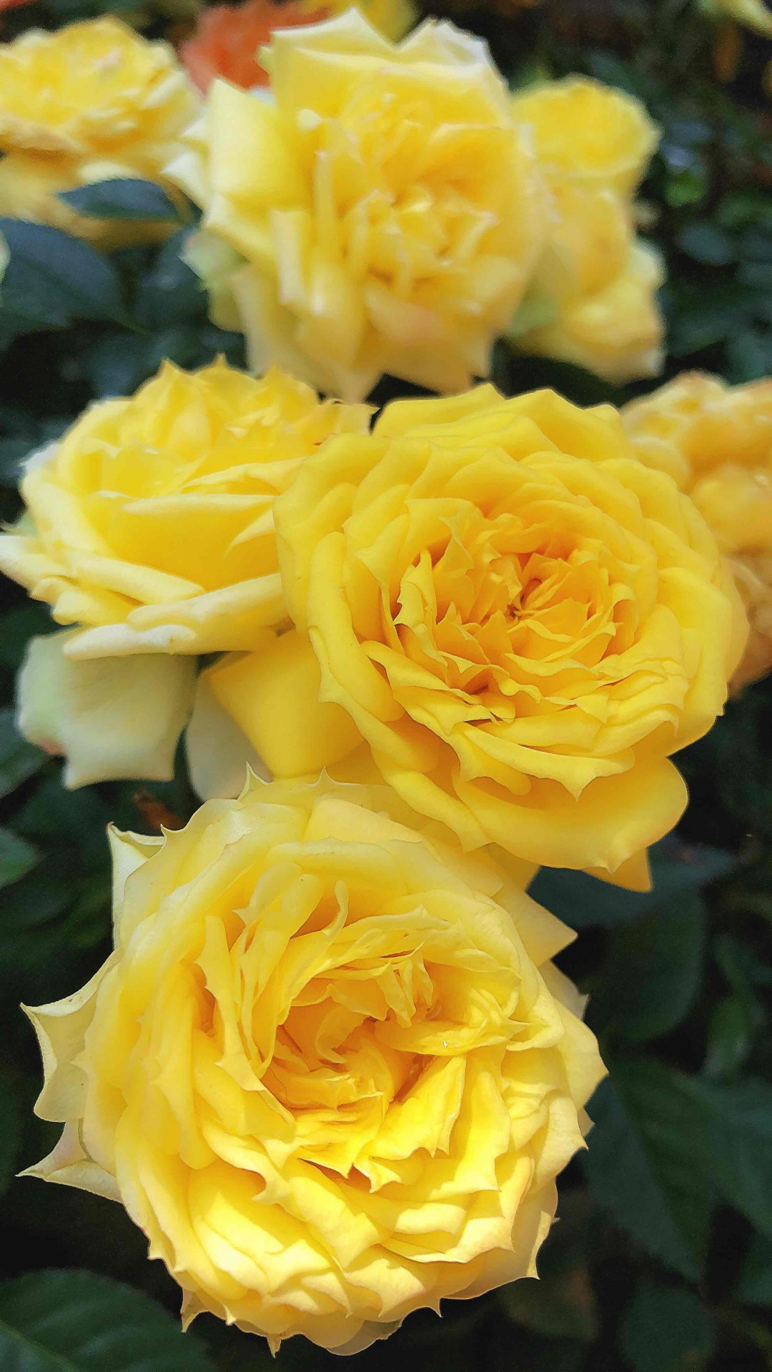 采了一天花，忘记带威士忌🥃