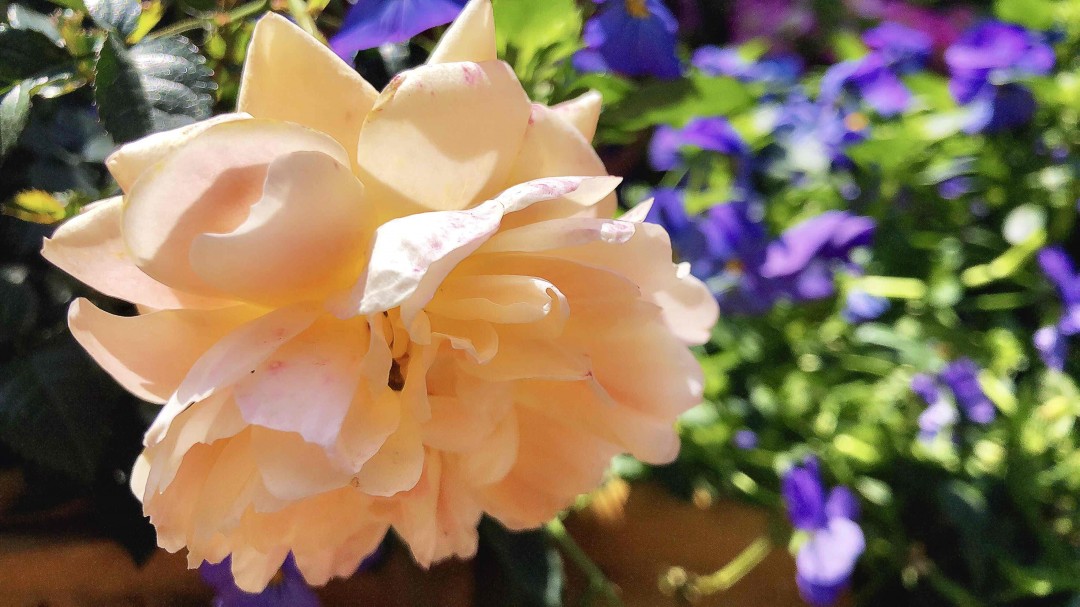 采了一天花，忘记带威士忌🥃