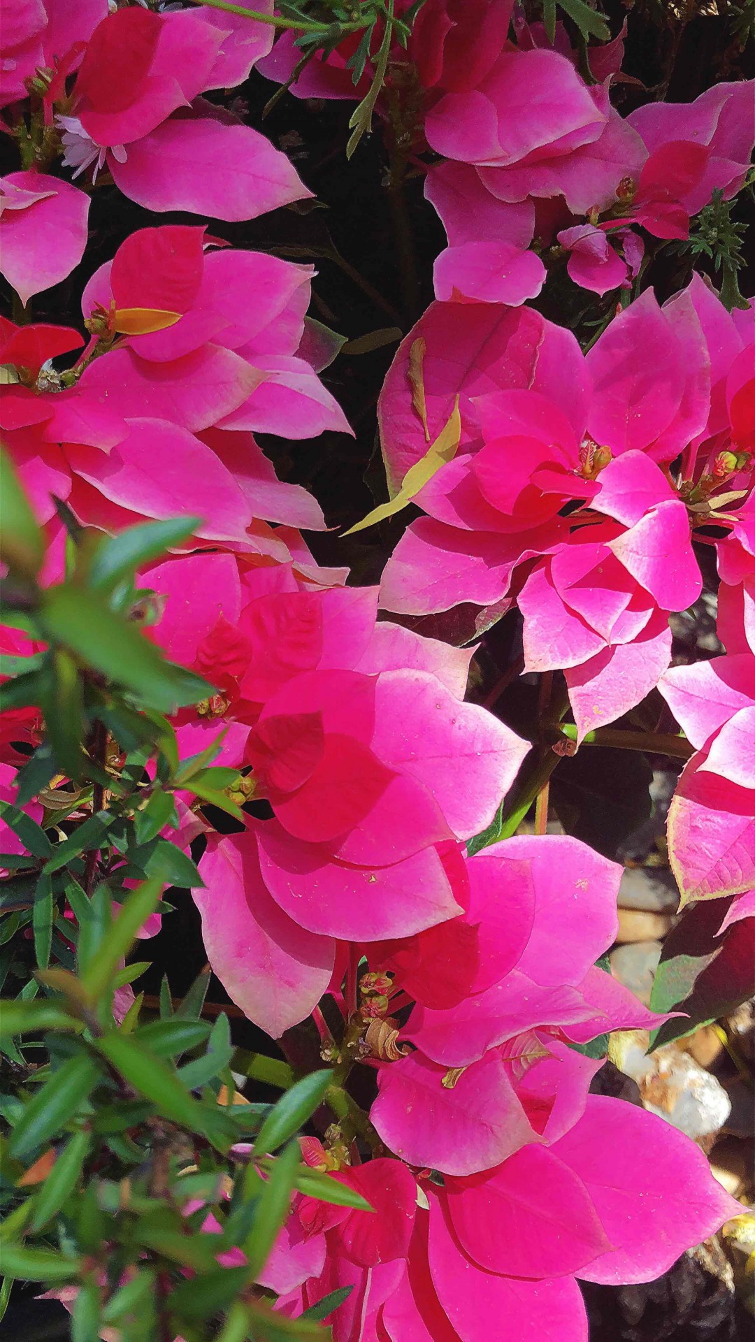 采了一天花，忘记带威士忌🥃