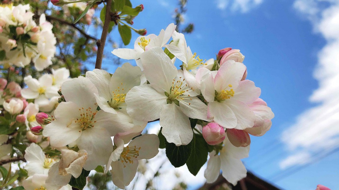 采了一天花，忘记带威士忌🥃