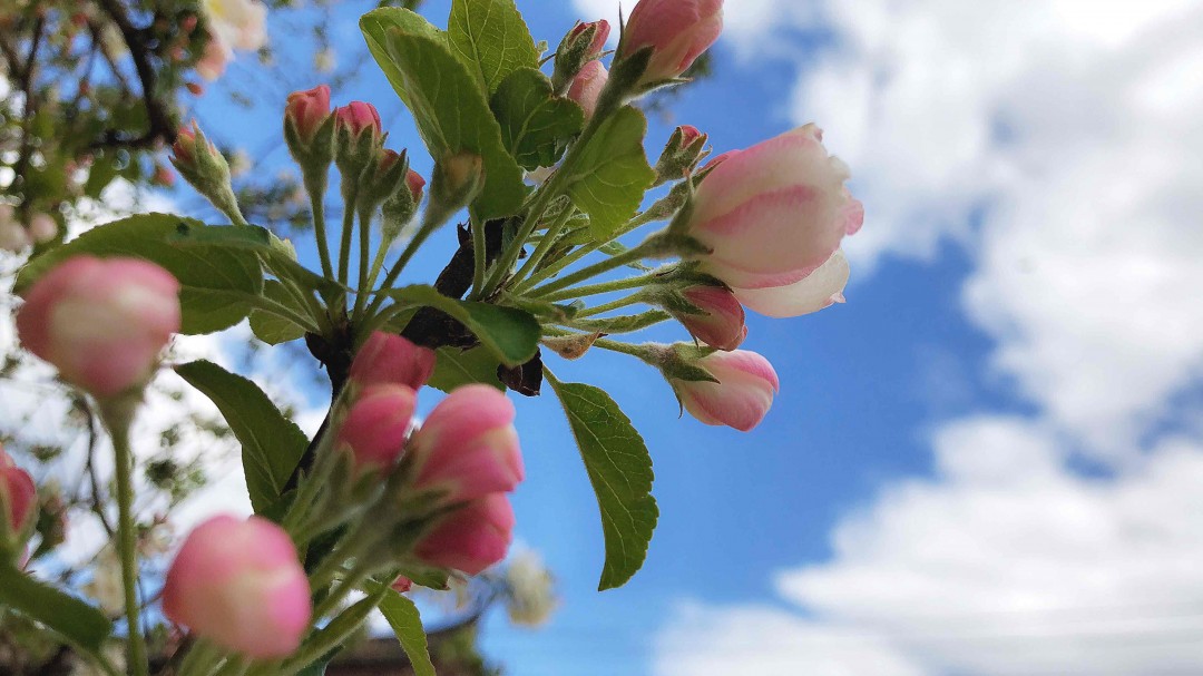采了一天花，忘记带威士忌🥃