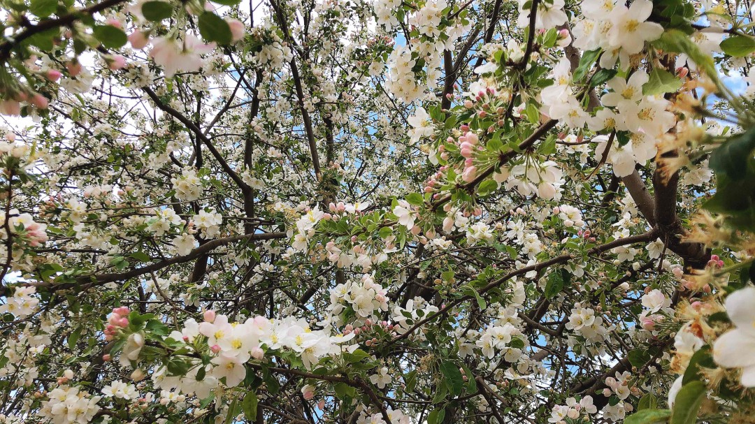采了一天花，忘记带威士忌🥃