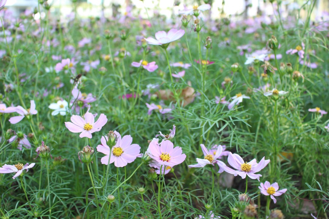OFF DAY野餐喝酒时间