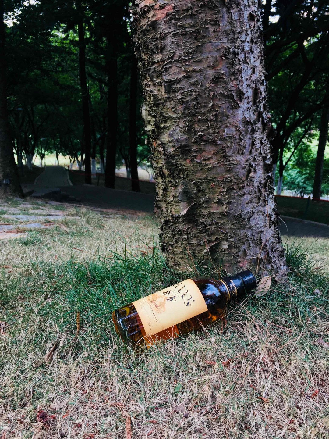 酒虫踏春之匆匆路过