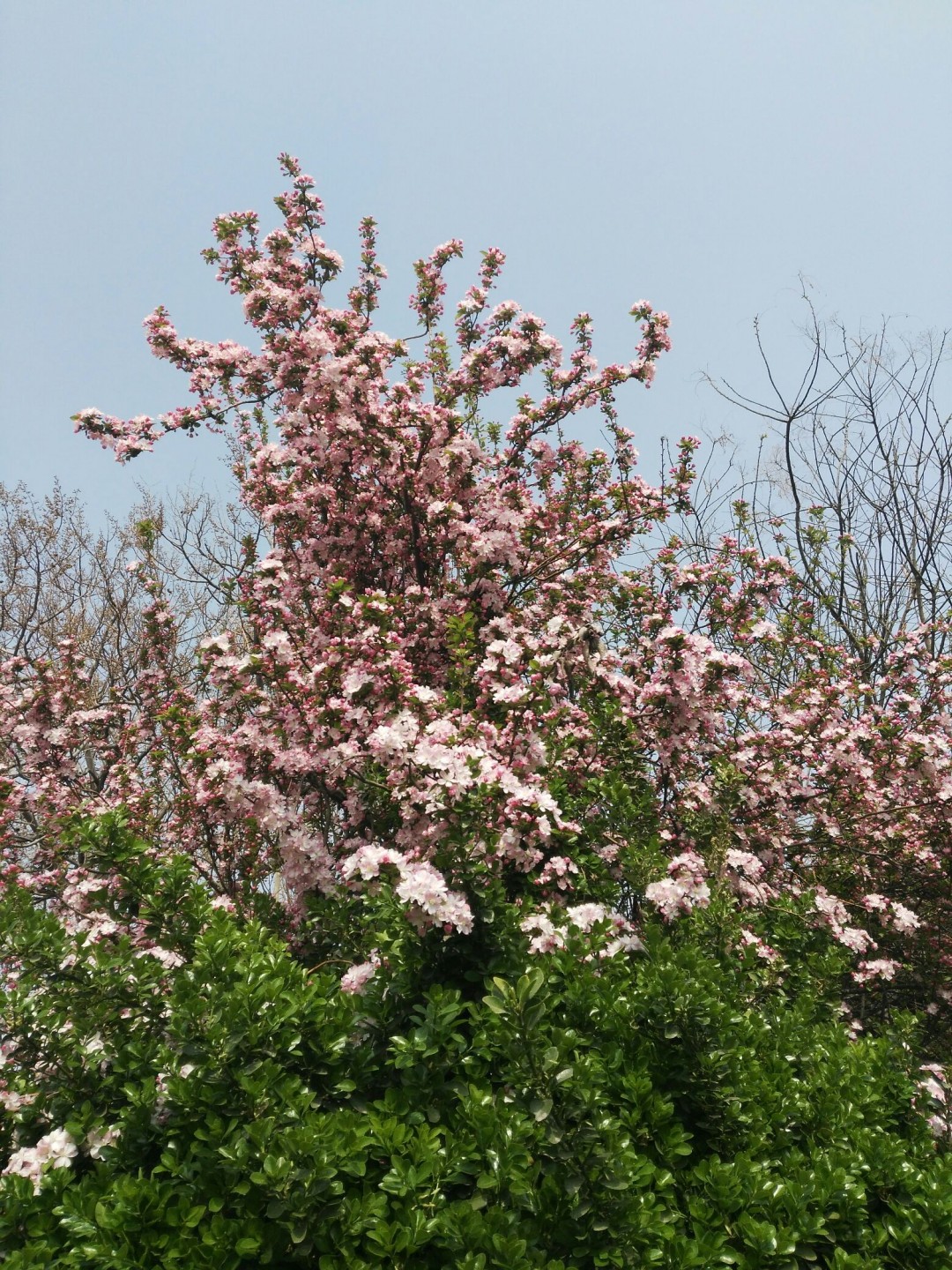 酒虫踏春之春意盎然配美酒
