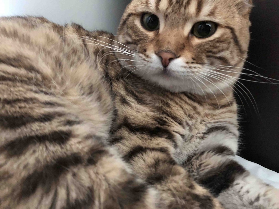 非常规菲迪三款