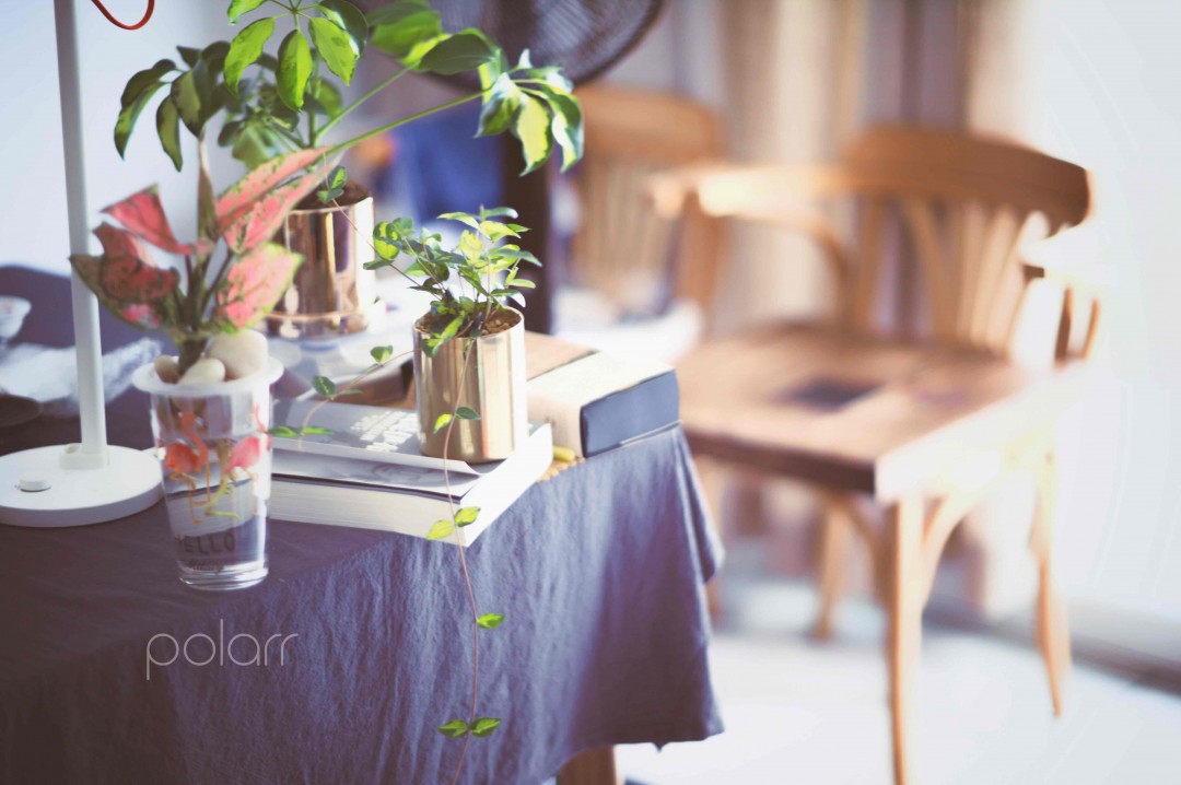 谁说我养不活植物