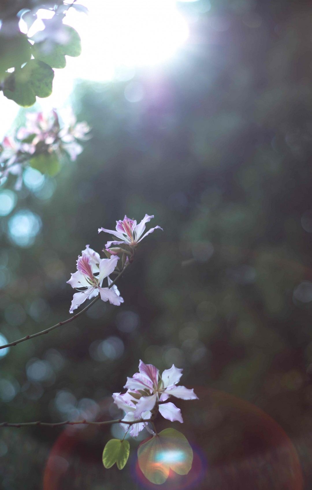 好一多美丽的茉莉花
