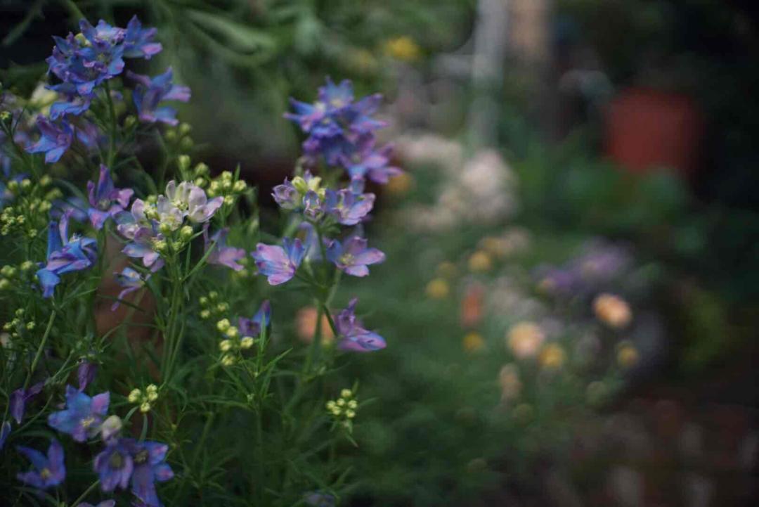 LITTLEMILL低地傳奇