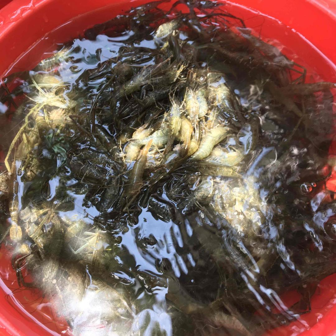 舒服的一天，雪莉怪兽，太湖边的虾，自摘的枇杷，井水冰镇的香槟西瓜火龙果～